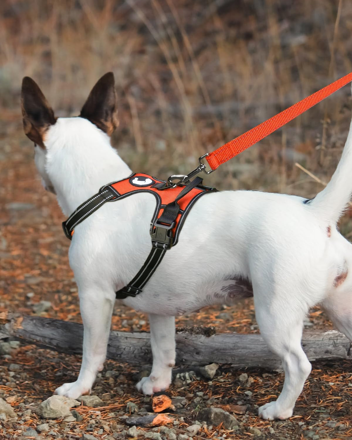 Double-Sided Reflective Dog Leash, 6 FT/5 FT/4 FT, Padded Handle Nylon Heavy Duty Leashes for Medium & Large Dogs Walking, Orange, 5FT
